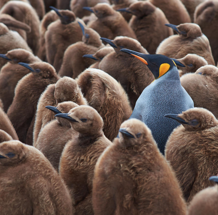penguins cropped